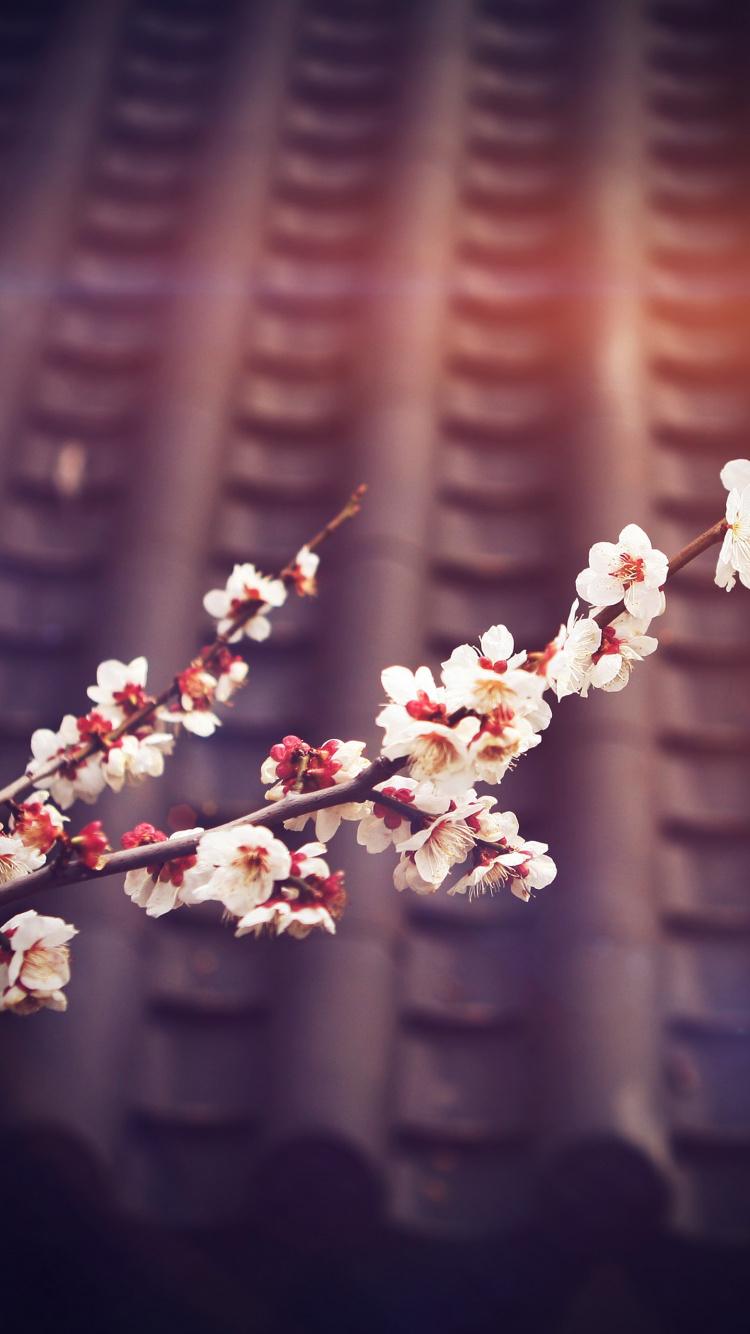 Flower, Blossom, Spring, Branch, Pink. Wallpaper in 750x1334 Resolution