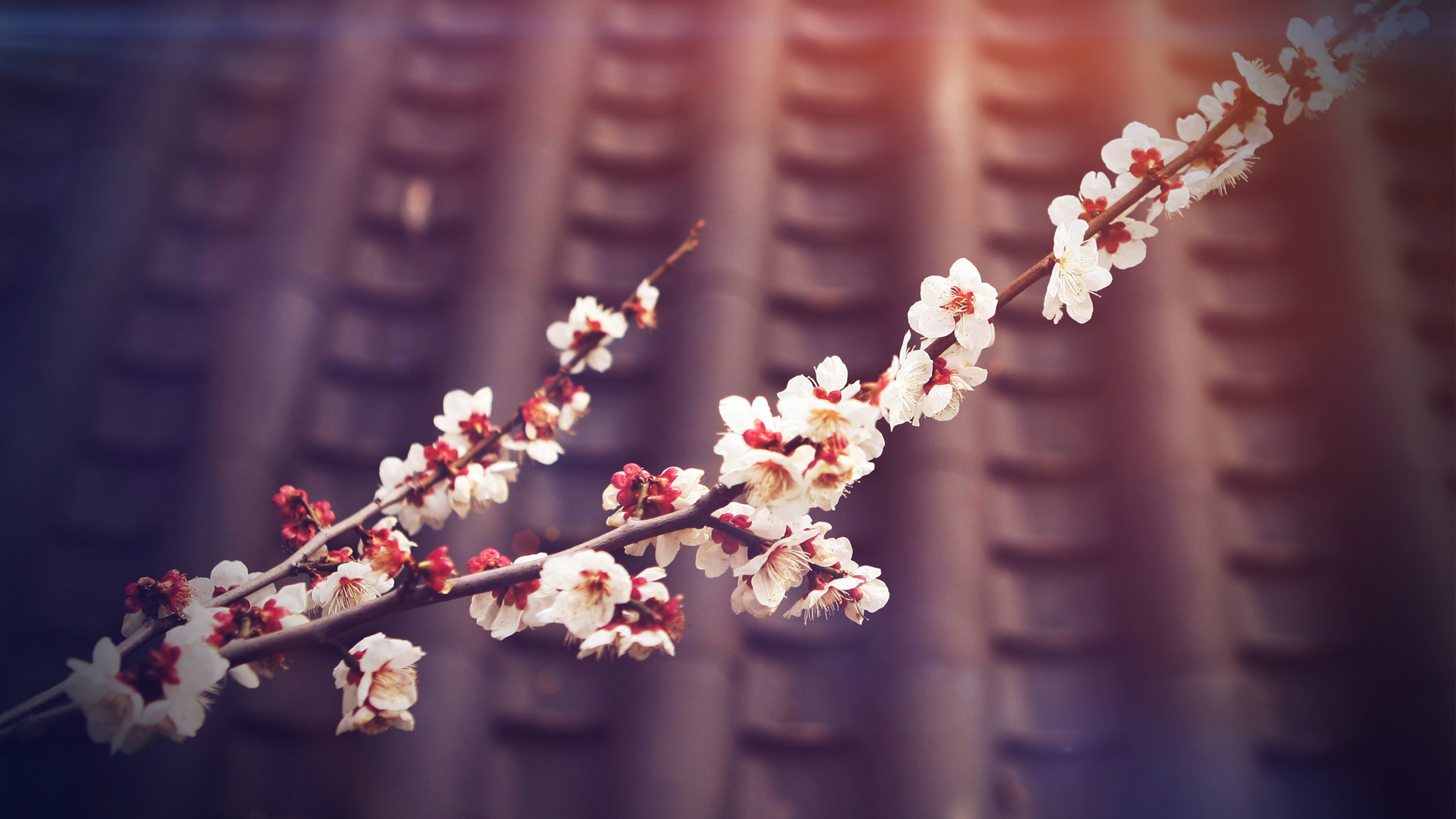 Printemps, Pink, Cerisier, Rameau, Dessin. Wallpaper in 2560x1440 Resolution