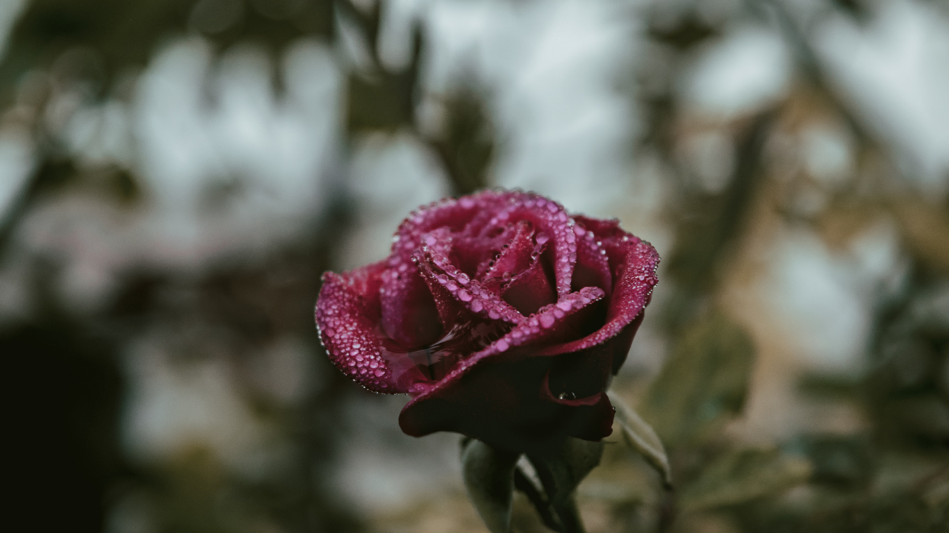Rose Rose en Fleurs Pendant la Journée. Wallpaper in 1366x768 Resolution