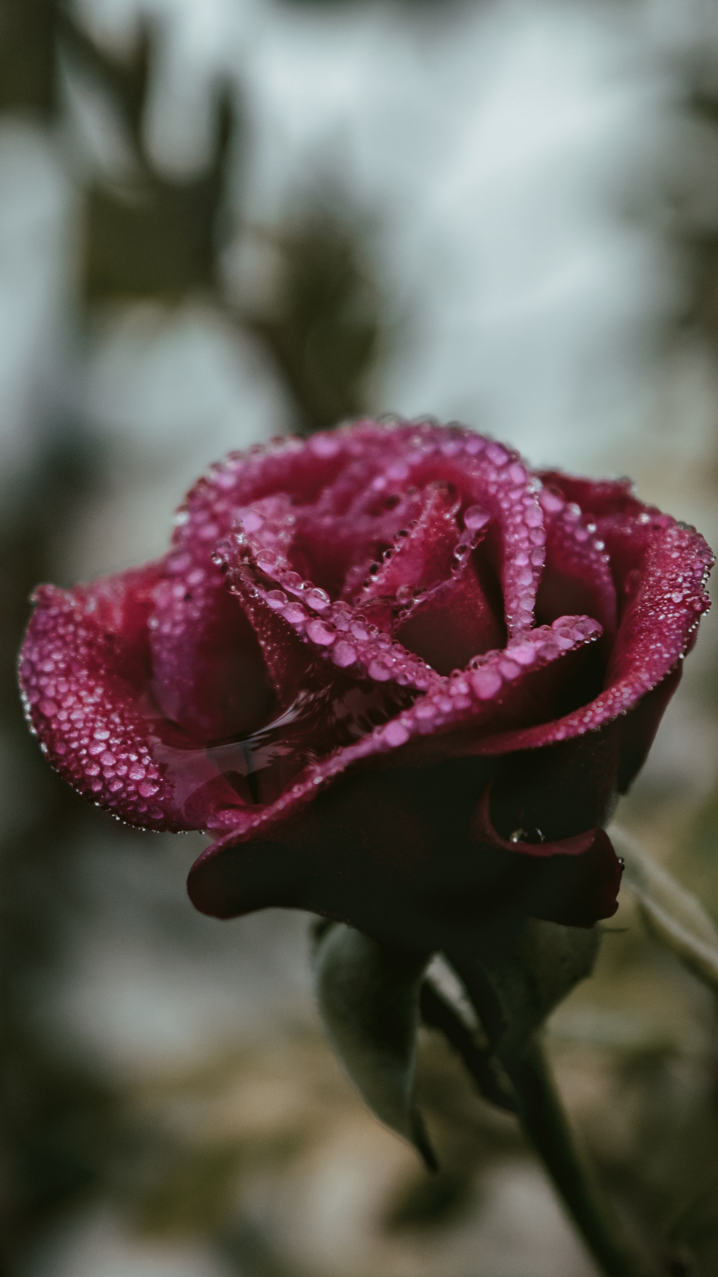 Rose Rose en Fleurs Pendant la Journée. Wallpaper in 1440x2560 Resolution