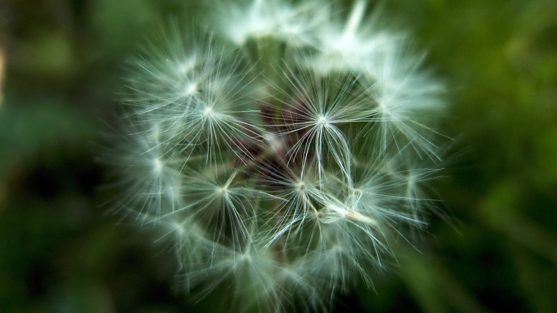 White Dandelion in Close up Photography. Wallpaper in 1920x1080 Resolution