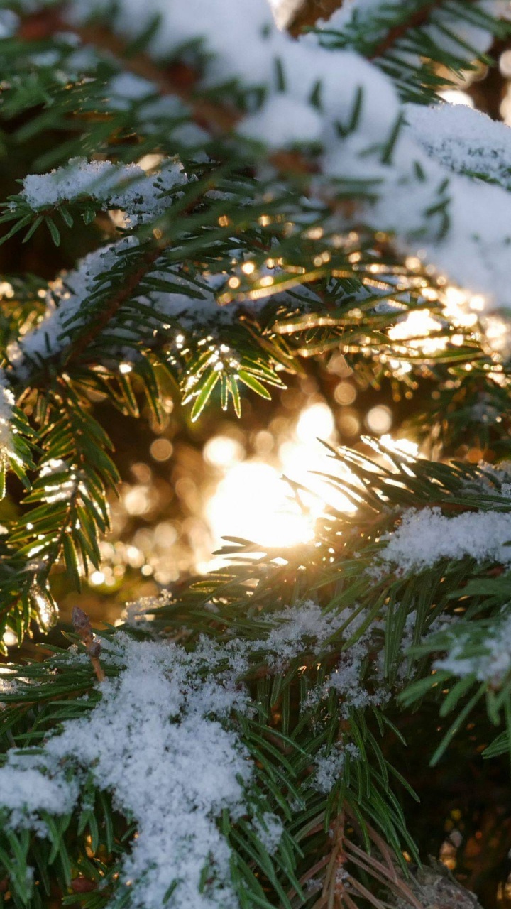 Nieve, Pino, La Picea de Noruega, Damaksnis, Alerce. Wallpaper in 720x1280 Resolution