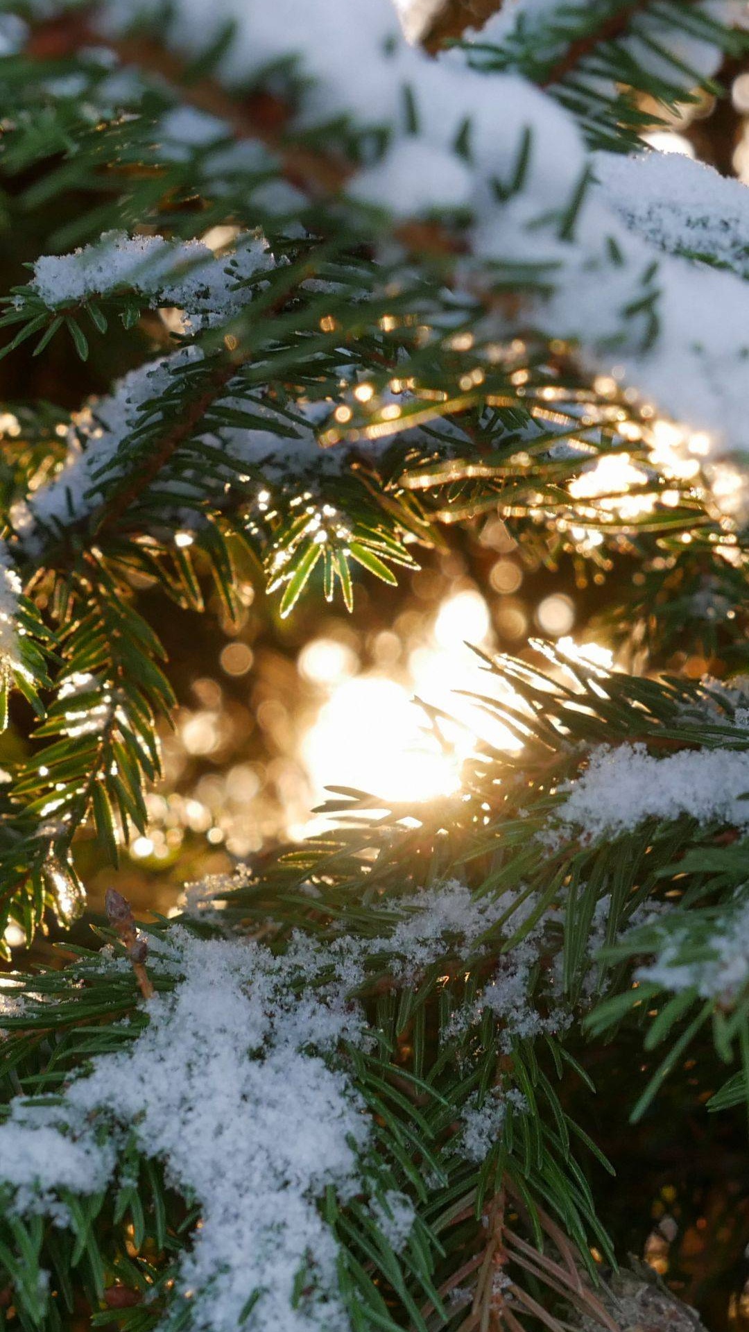 Schnee, Gemeine Fichte, Damaksnis, Lärche, Zweig. Wallpaper in 1080x1920 Resolution