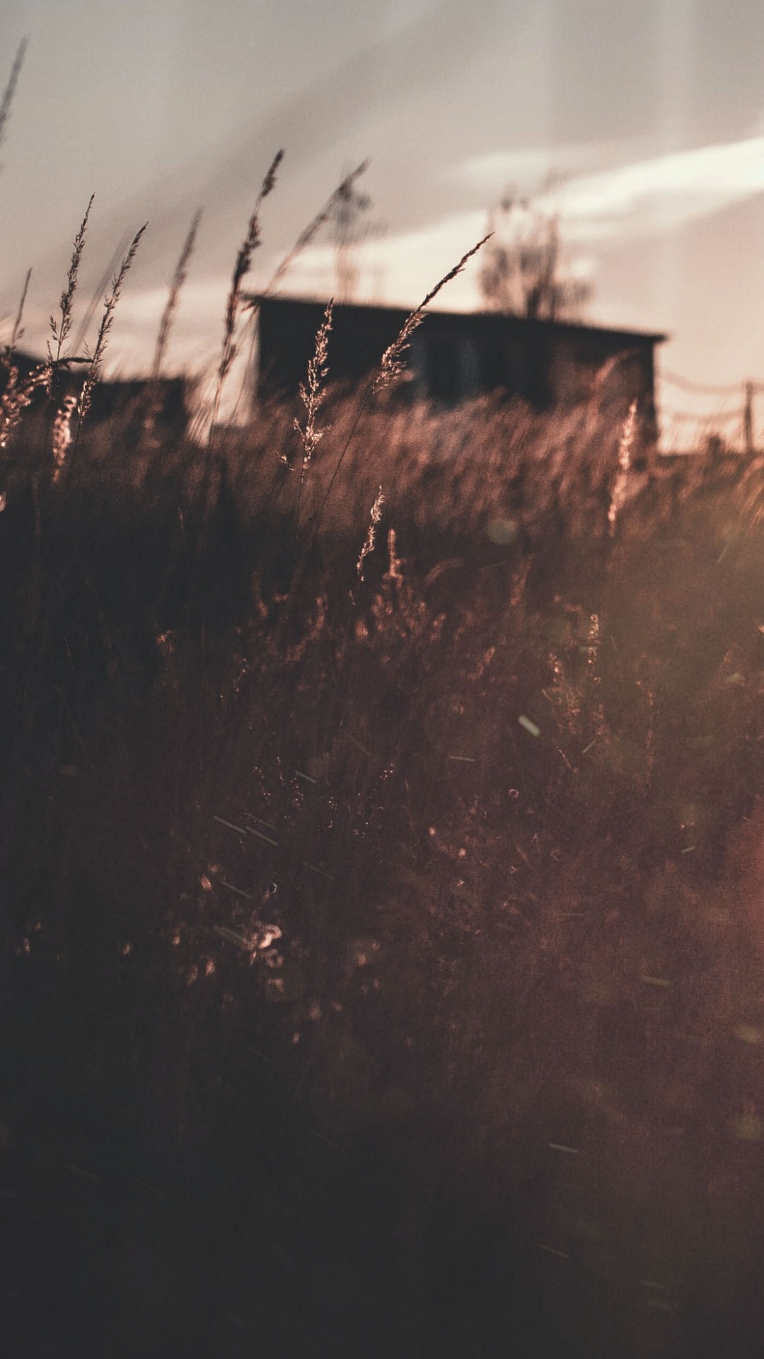 Rayos de Sol Que Atraviesan Los Árboles. Wallpaper in 1080x1920 Resolution