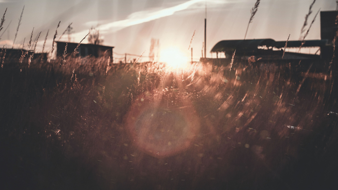 Les Rayons du Soleil Traversent Les Arbres. Wallpaper in 1366x768 Resolution