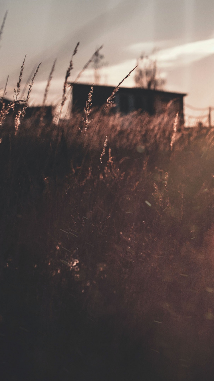 Les Rayons du Soleil Traversent Les Arbres. Wallpaper in 750x1334 Resolution