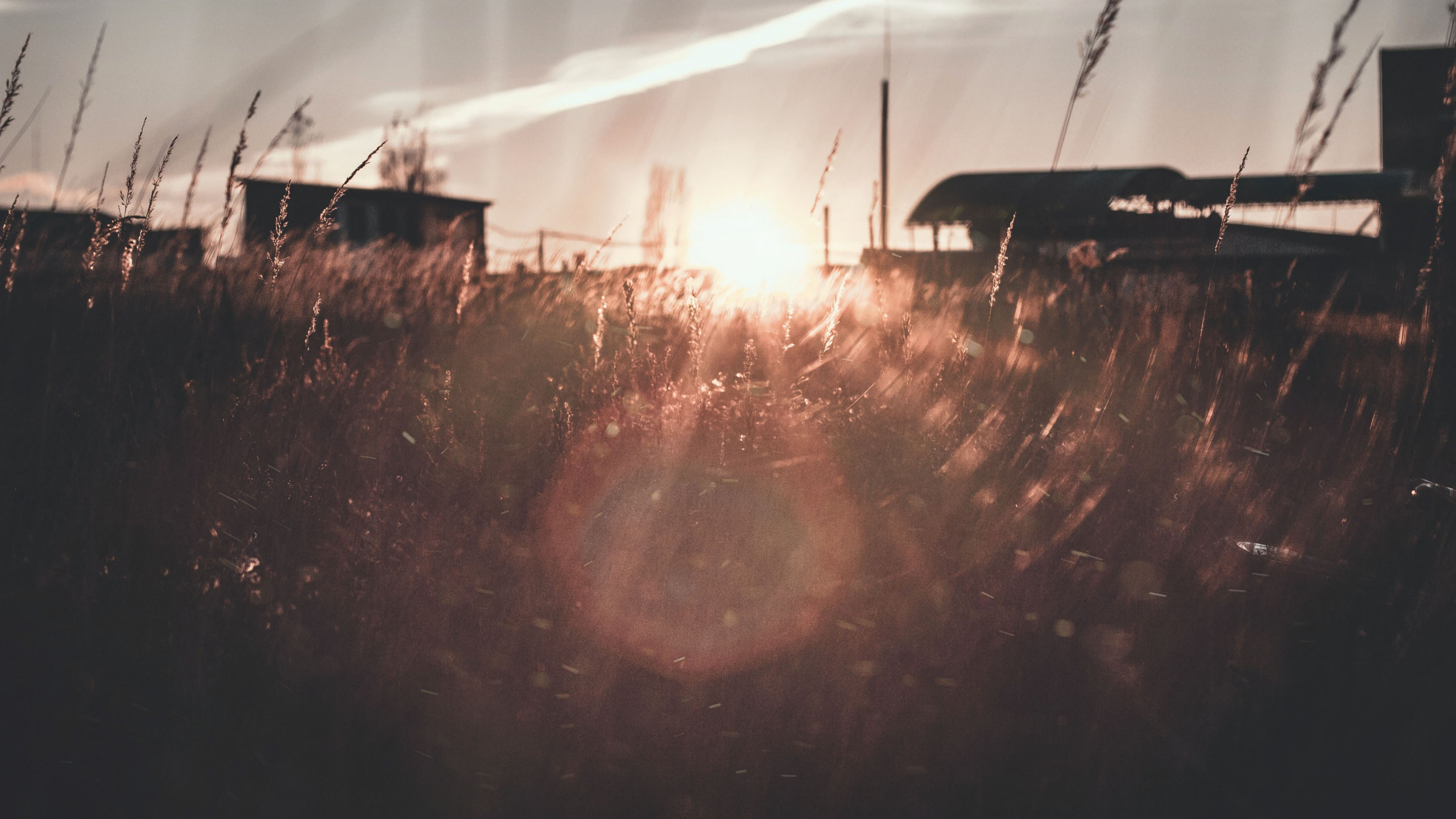 Sonnenstrahlen Kommen Durch Bäume. Wallpaper in 2560x1440 Resolution