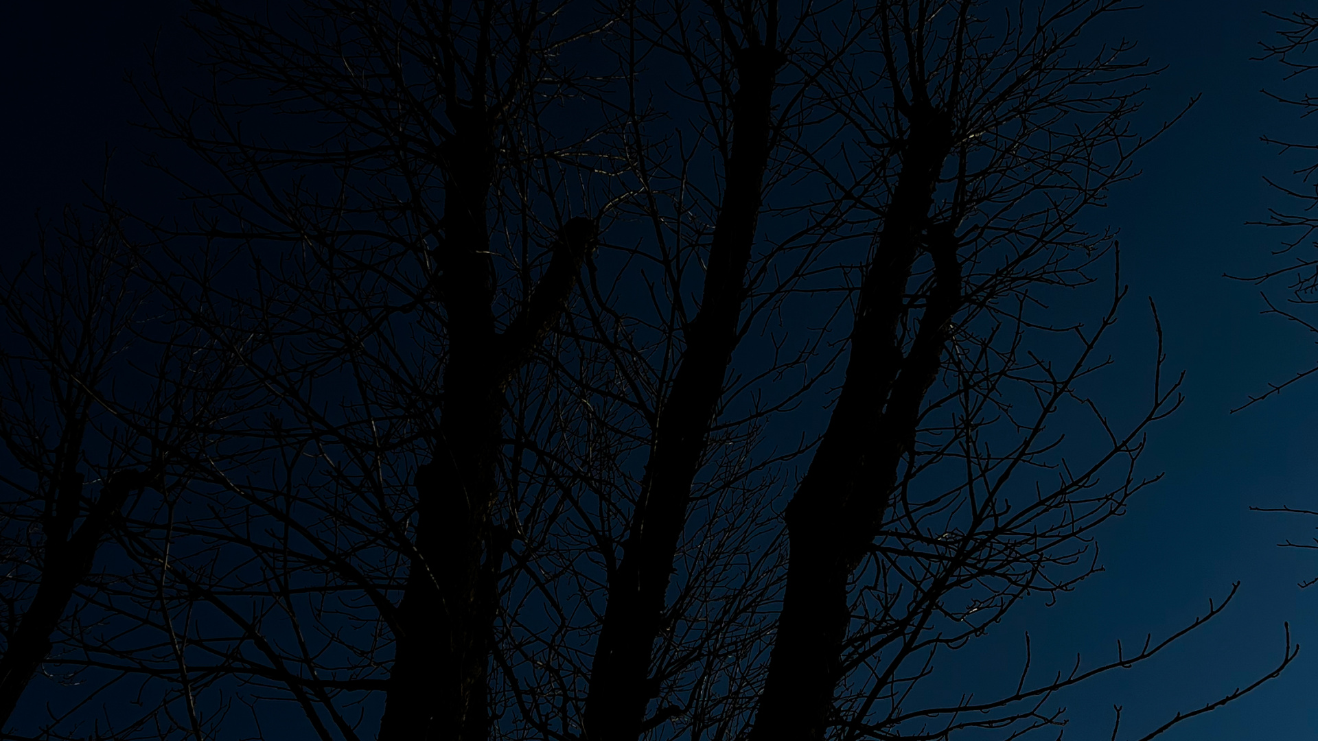 Baum, Holz, Zweig, Branch, Naturlandschaft. Wallpaper in 1920x1080 Resolution