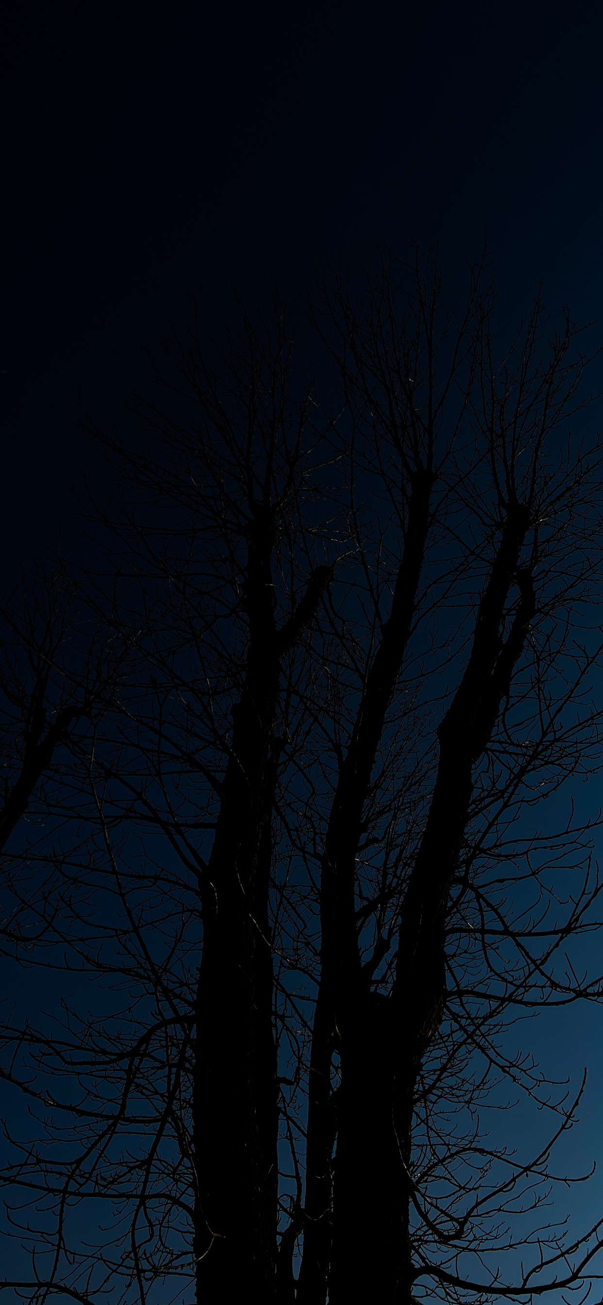 Rameau, Paysage Naturel, de Teintes et de Nuances. Wallpaper in 1242x2688 Resolution