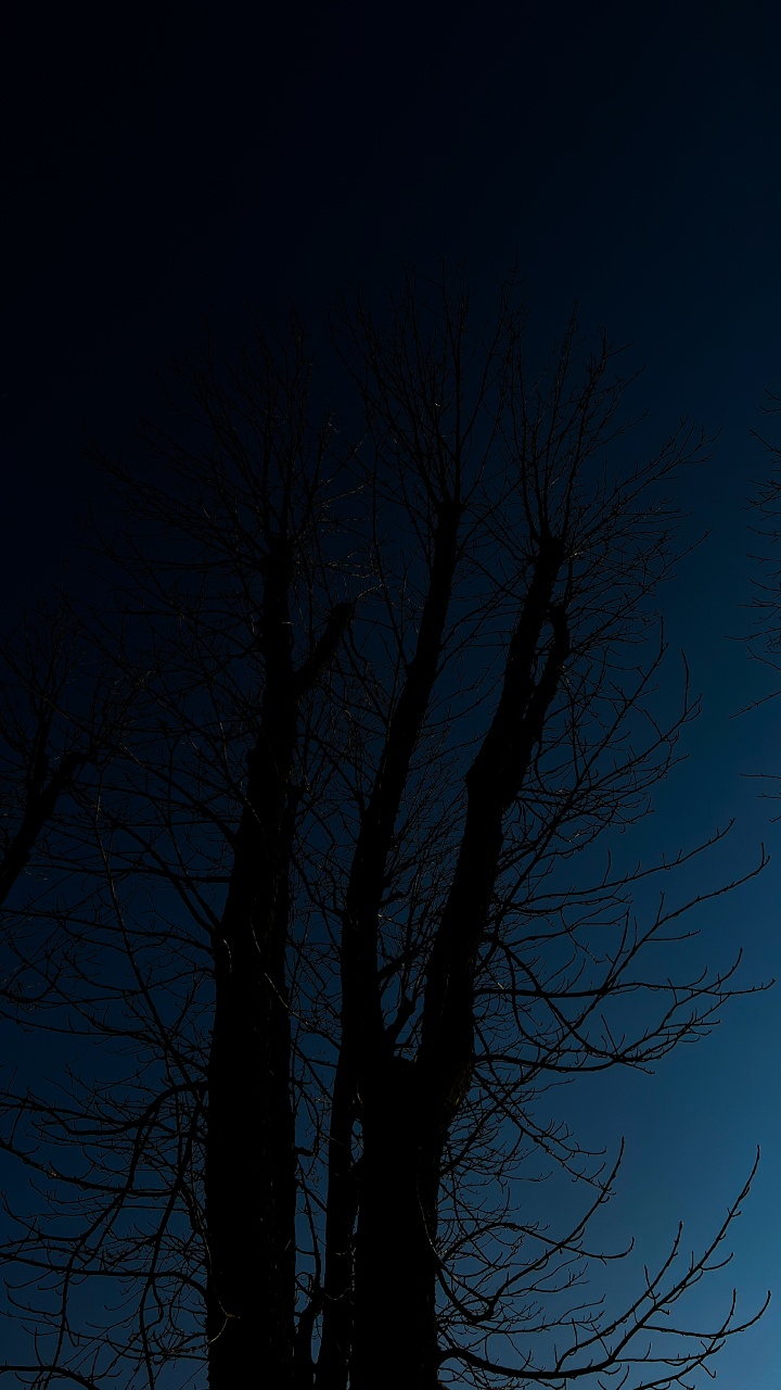 Rameau, Paysage Naturel, de Teintes et de Nuances. Wallpaper in 720x1280 Resolution