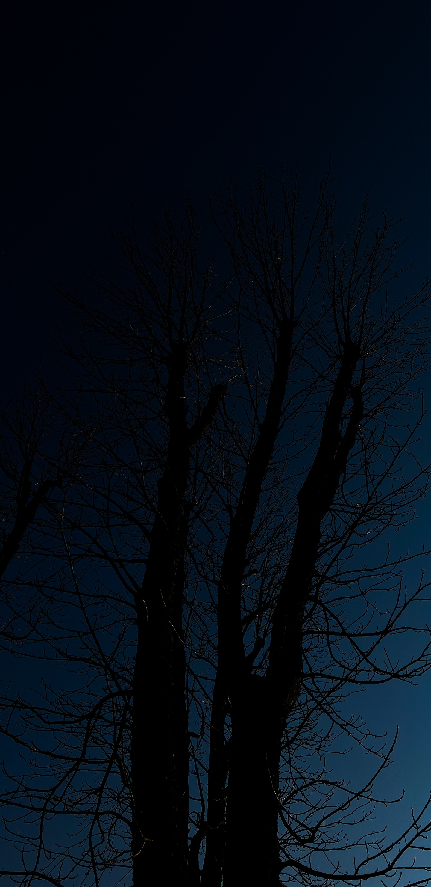 tree, wood, landscape, twig, branch