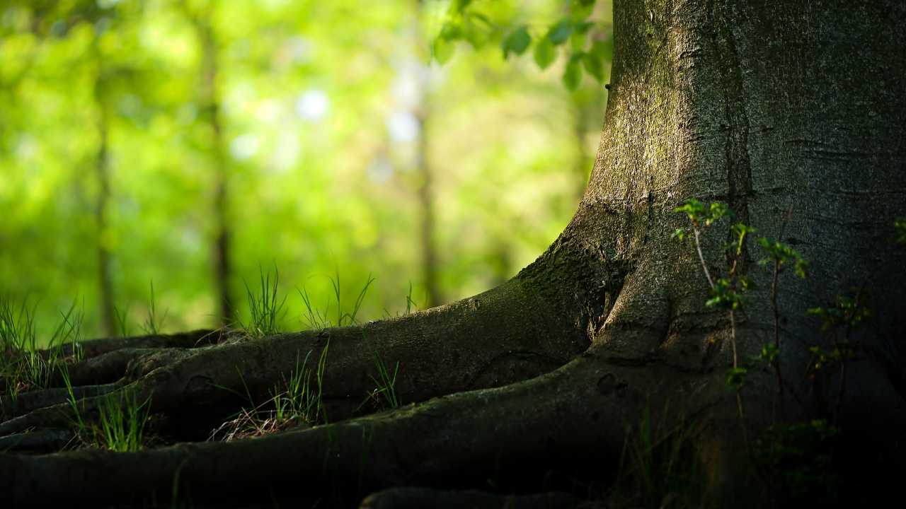 Brown Tree Trunk in Tilt Shift Lens. Wallpaper in 1280x720 Resolution