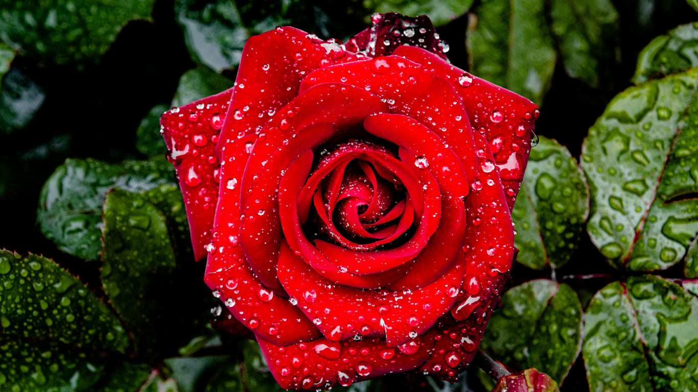 Garden Roses, International Rose Test Garden, Rose, Flower, Petal. Wallpaper in 1366x768 Resolution