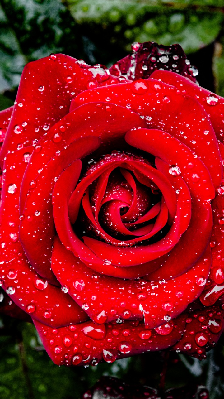 Les Roses de Jardin, Jardin International D'essai de Roses, Roses, Pétale, Arbuste. Wallpaper in 720x1280 Resolution