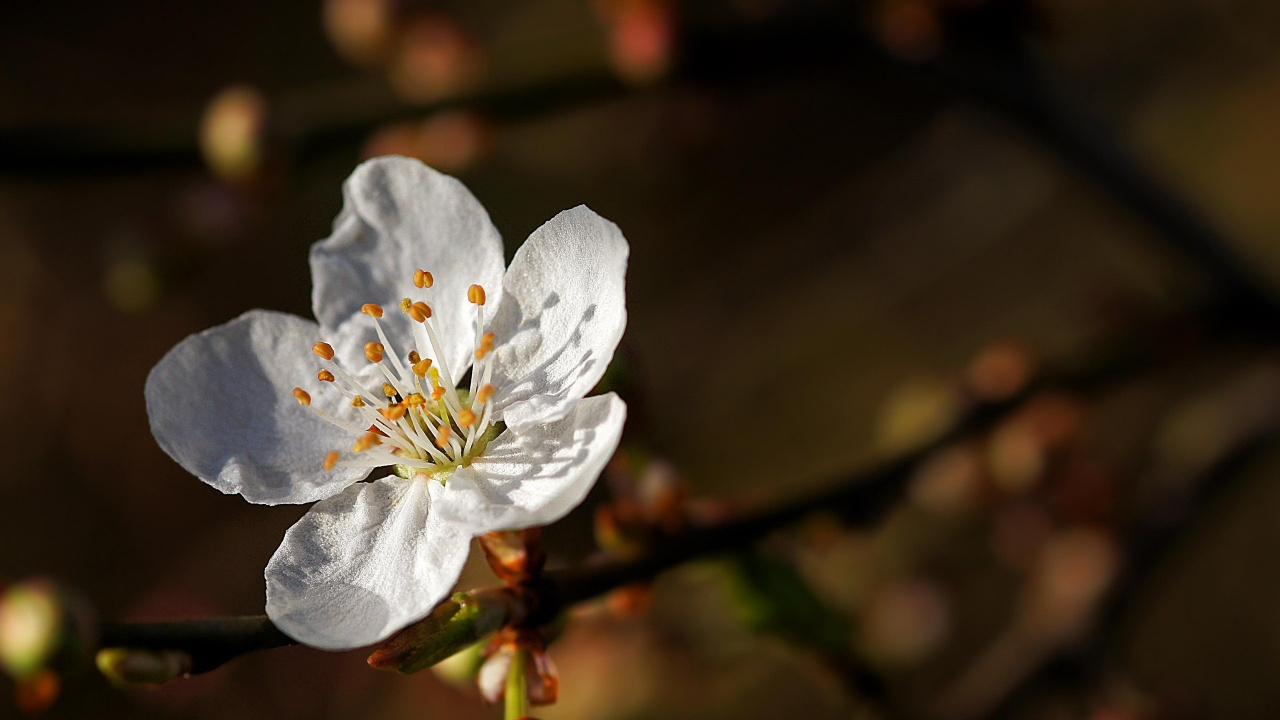 Flor Blanca en Lente de Cambio de Inclinación. Wallpaper in 1280x720 Resolution