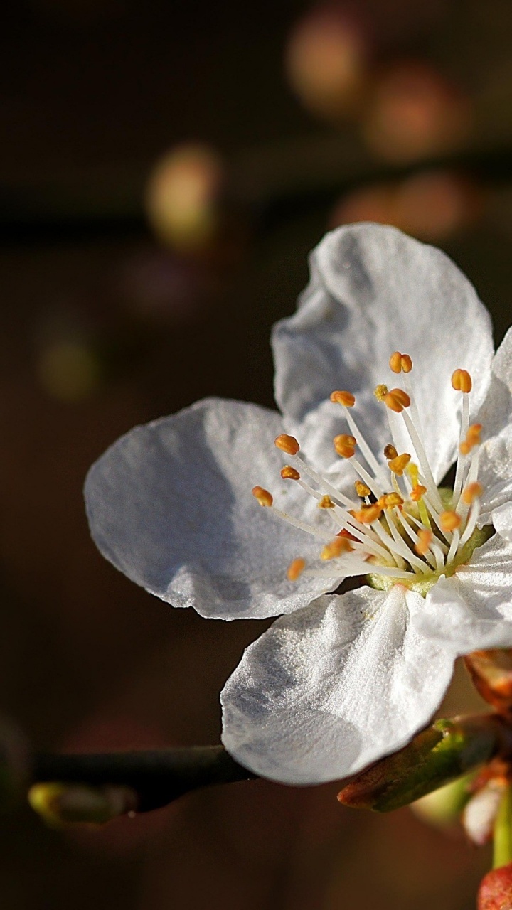 Flor Blanca en Lente de Cambio de Inclinación. Wallpaper in 720x1280 Resolution