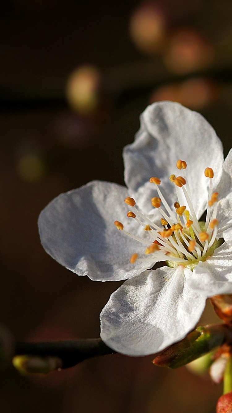 White Flower in Tilt Shift Lens. Wallpaper in 750x1334 Resolution