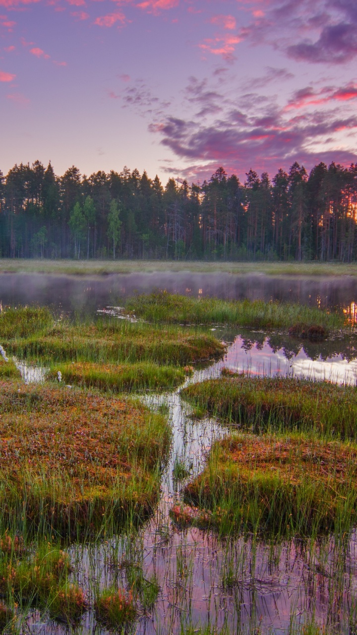 Campo de Hierba Verde Cerca Del Cuerpo de Agua Durante el Día. Wallpaper in 720x1280 Resolution