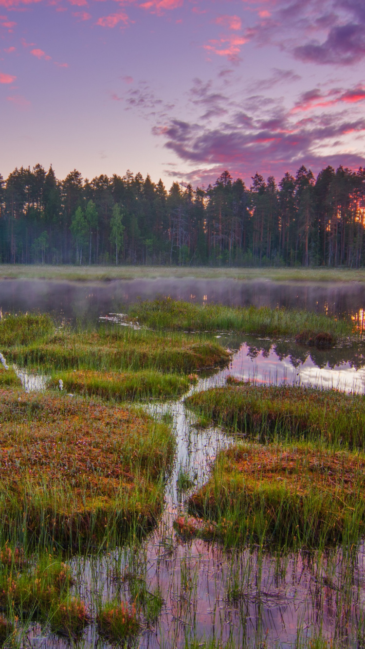 Campo de Hierba Verde Cerca Del Cuerpo de Agua Durante el Día. Wallpaper in 750x1334 Resolution