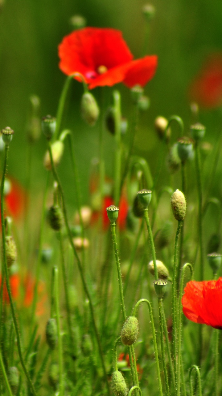 Red Poppy Flower in Bloom During Daytime. Wallpaper in 720x1280 Resolution