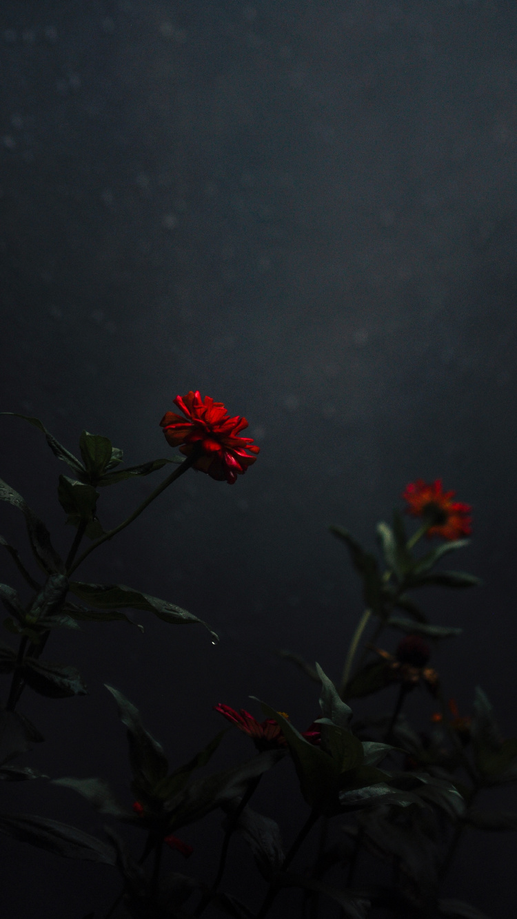 Flor Roja Con Hojas Verdes. Wallpaper in 750x1334 Resolution