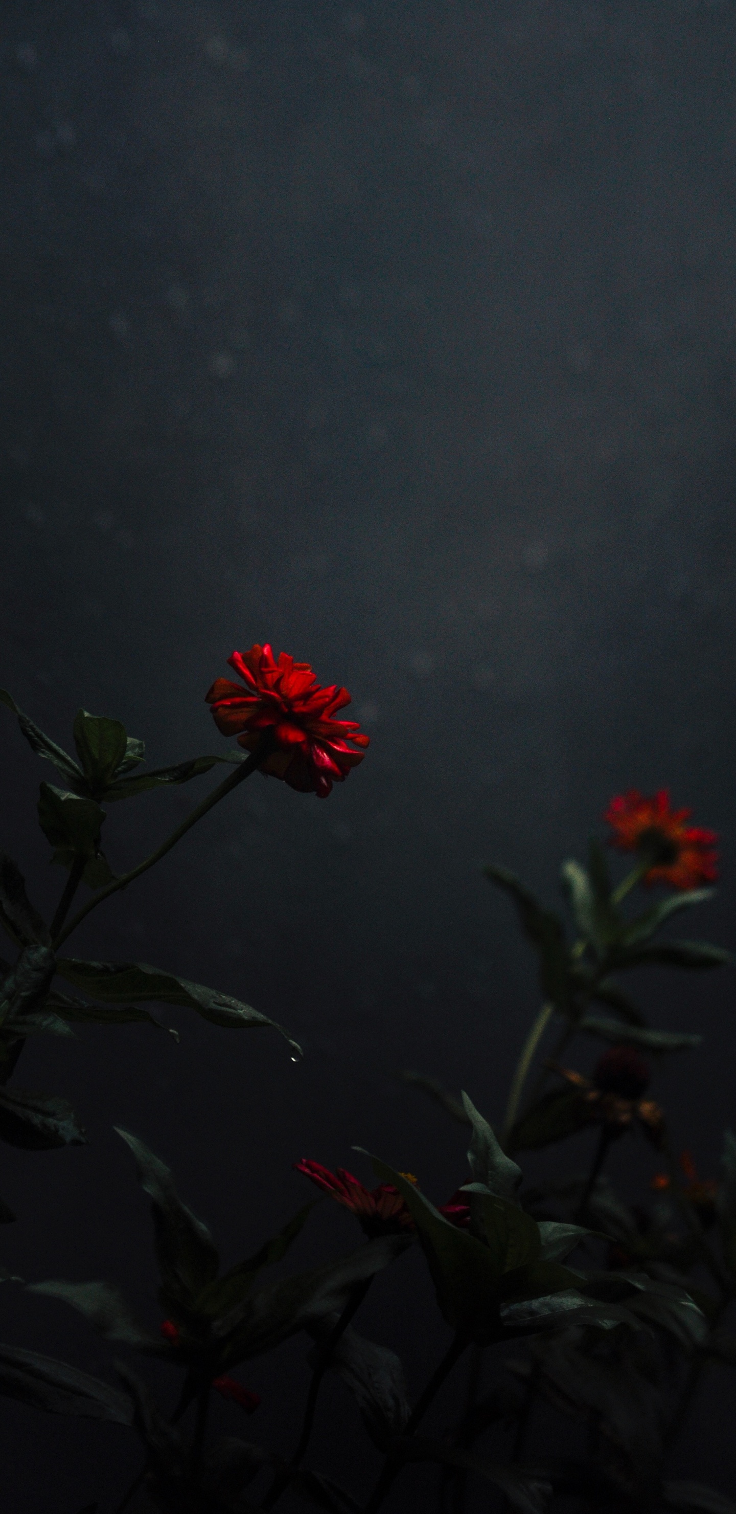 Rote Blume Mit Grünen Blättern. Wallpaper in 1440x2960 Resolution