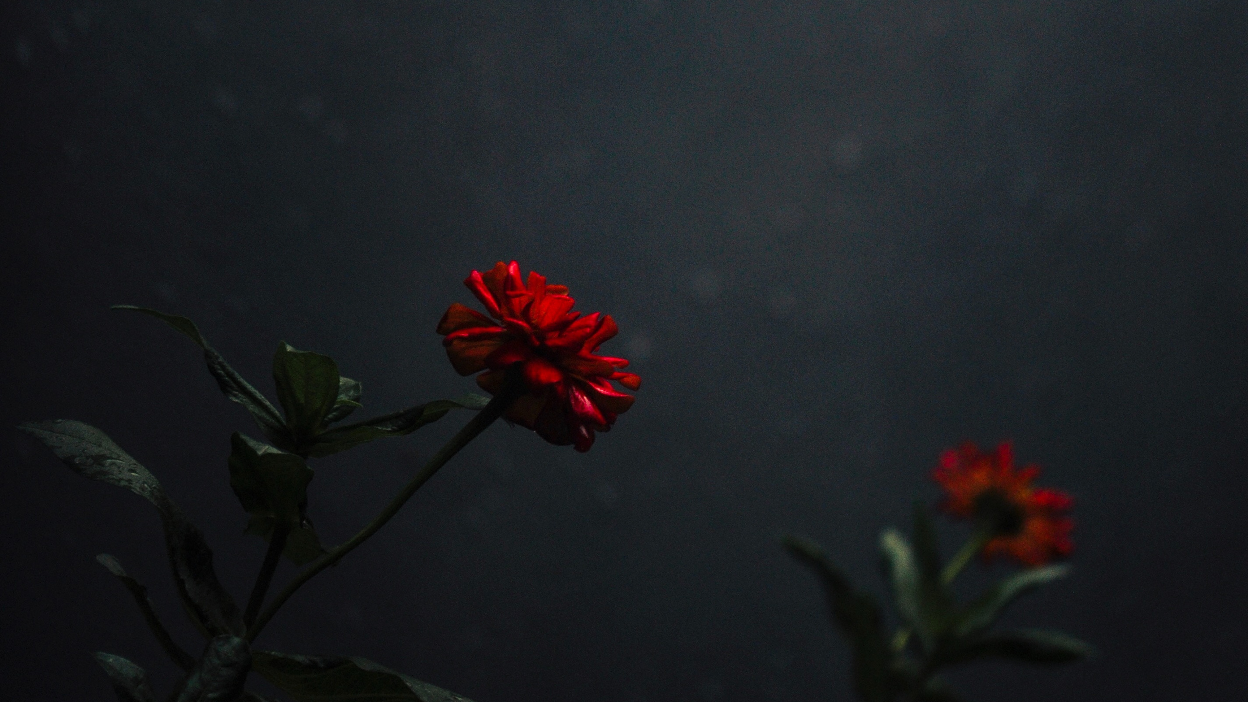 Rote Blume Mit Grünen Blättern. Wallpaper in 2560x1440 Resolution