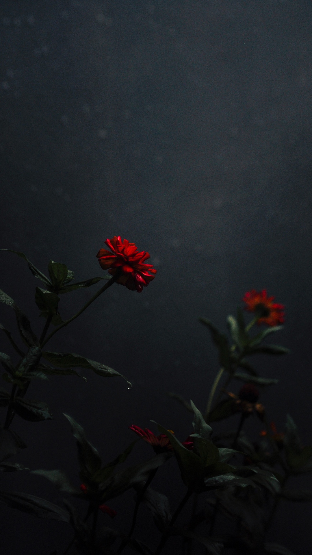 Red Flower With Green Leaves. Wallpaper in 1080x1920 Resolution