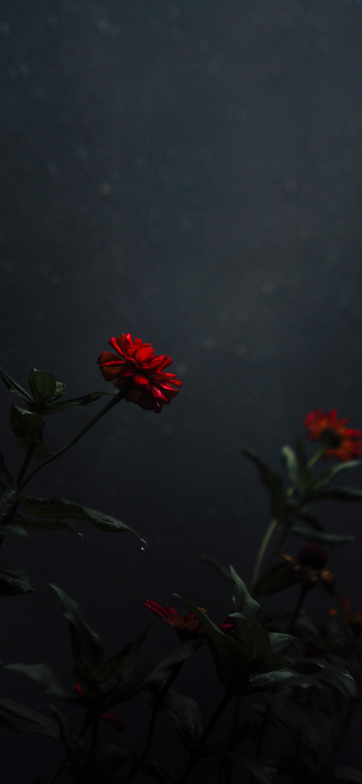 Red Flower With Green Leaves. Wallpaper in 1242x2688 Resolution