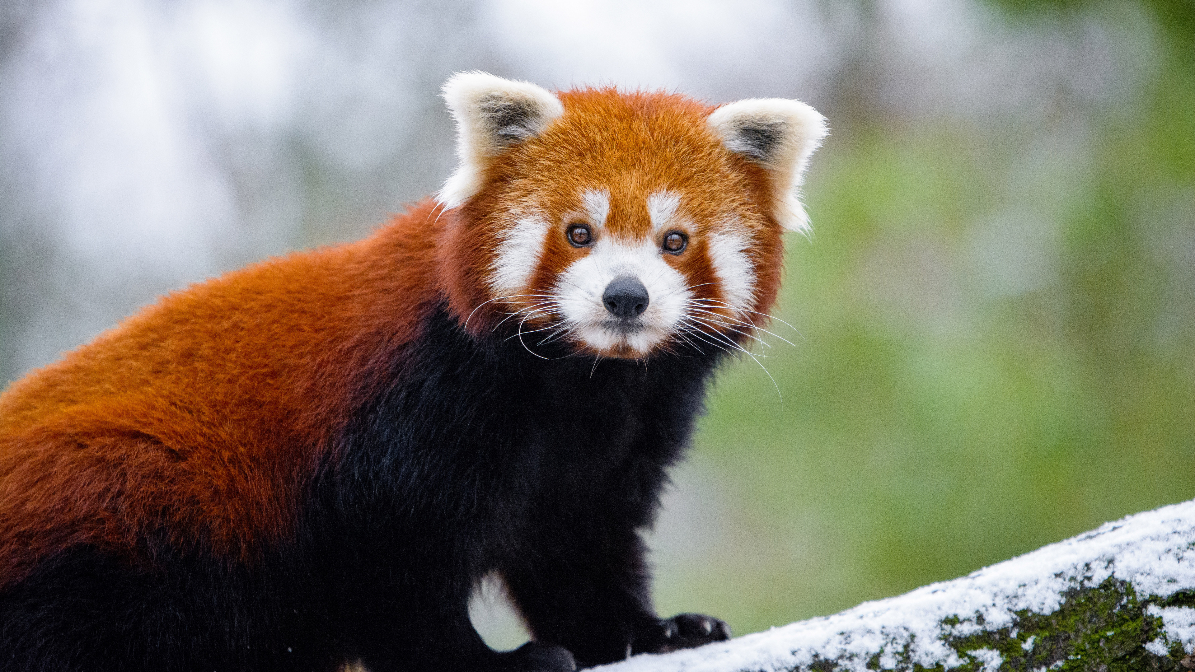 Panda Roux Sur Une Branche D'arbre Pendant la Journée. Wallpaper in 3840x2160 Resolution