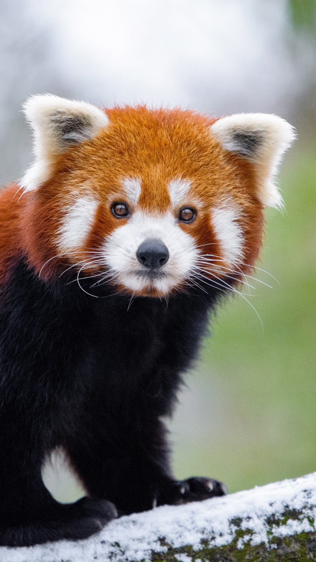 Red Panda on Tree Branch During Daytime. Wallpaper in 1080x1920 Resolution