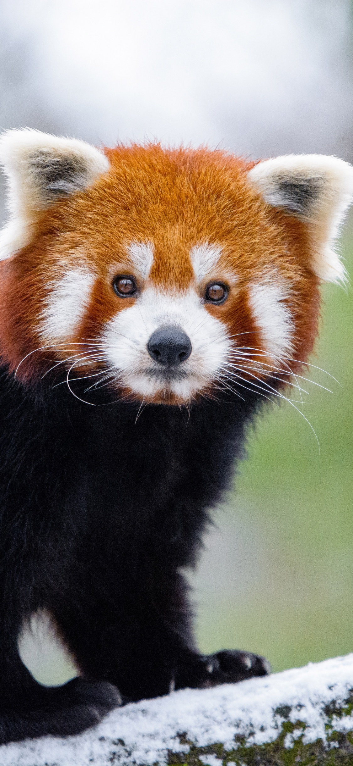 Red Panda on Tree Branch During Daytime. Wallpaper in 1125x2436 Resolution