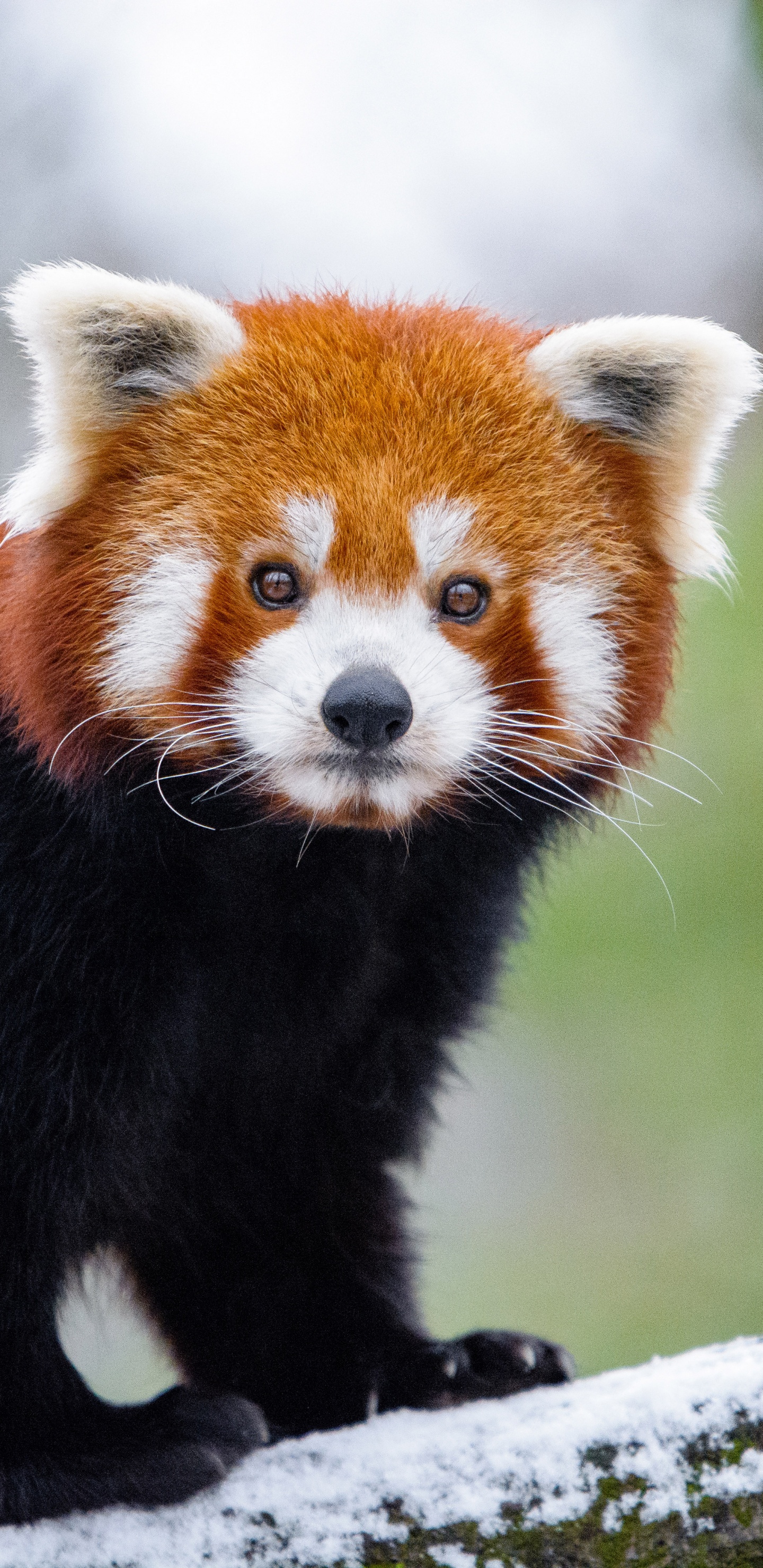 Red Panda on Tree Branch During Daytime. Wallpaper in 1440x2960 Resolution