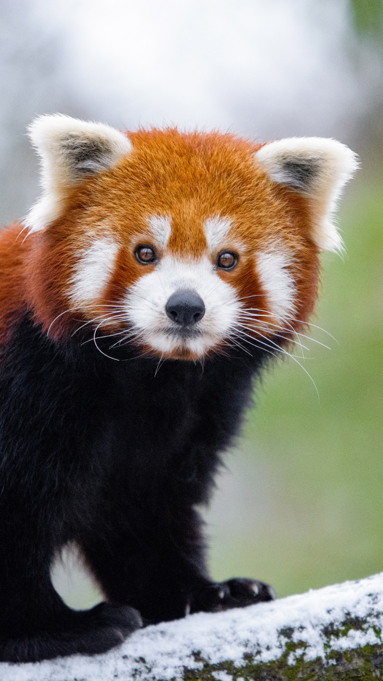 Red Panda on Tree Branch During Daytime. Wallpaper in 750x1334 Resolution