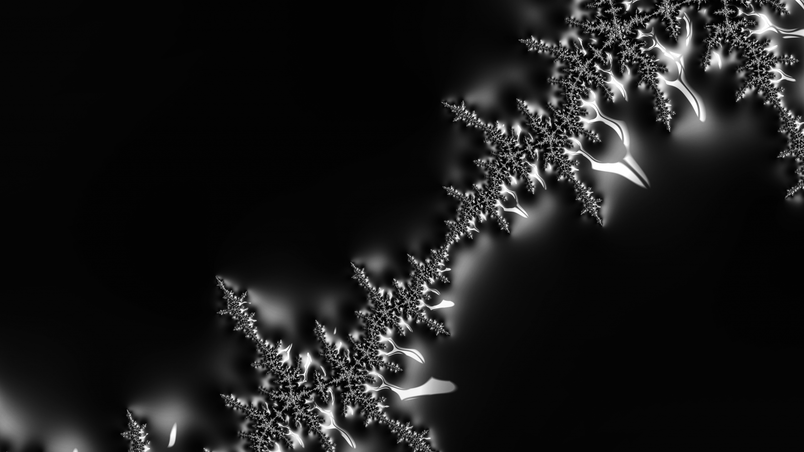 Eau, Liquid, Rameau, Pétale, Plante Terrestre. Wallpaper in 2560x1440 Resolution