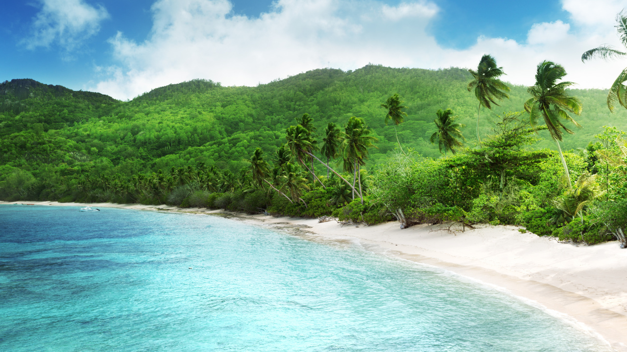 Green Trees on White Sand Beach During Daytime. Wallpaper in 1280x720 Resolution