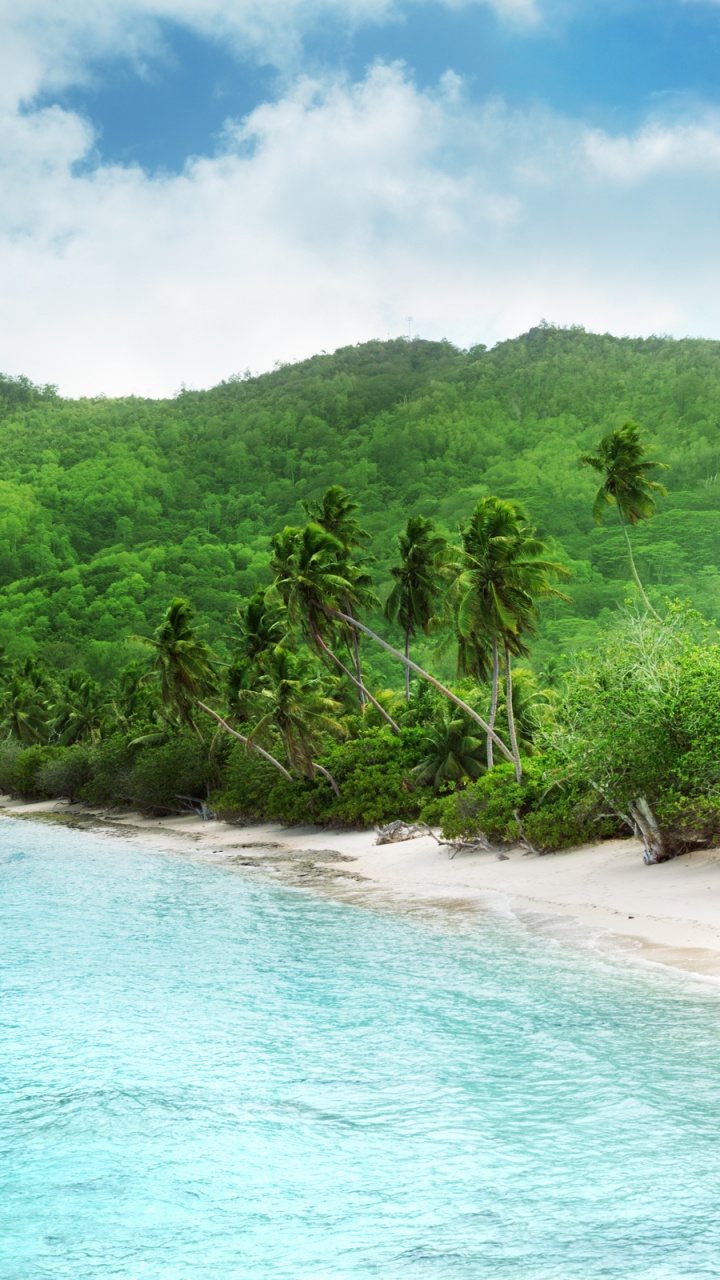 Green Trees on White Sand Beach During Daytime. Wallpaper in 720x1280 Resolution