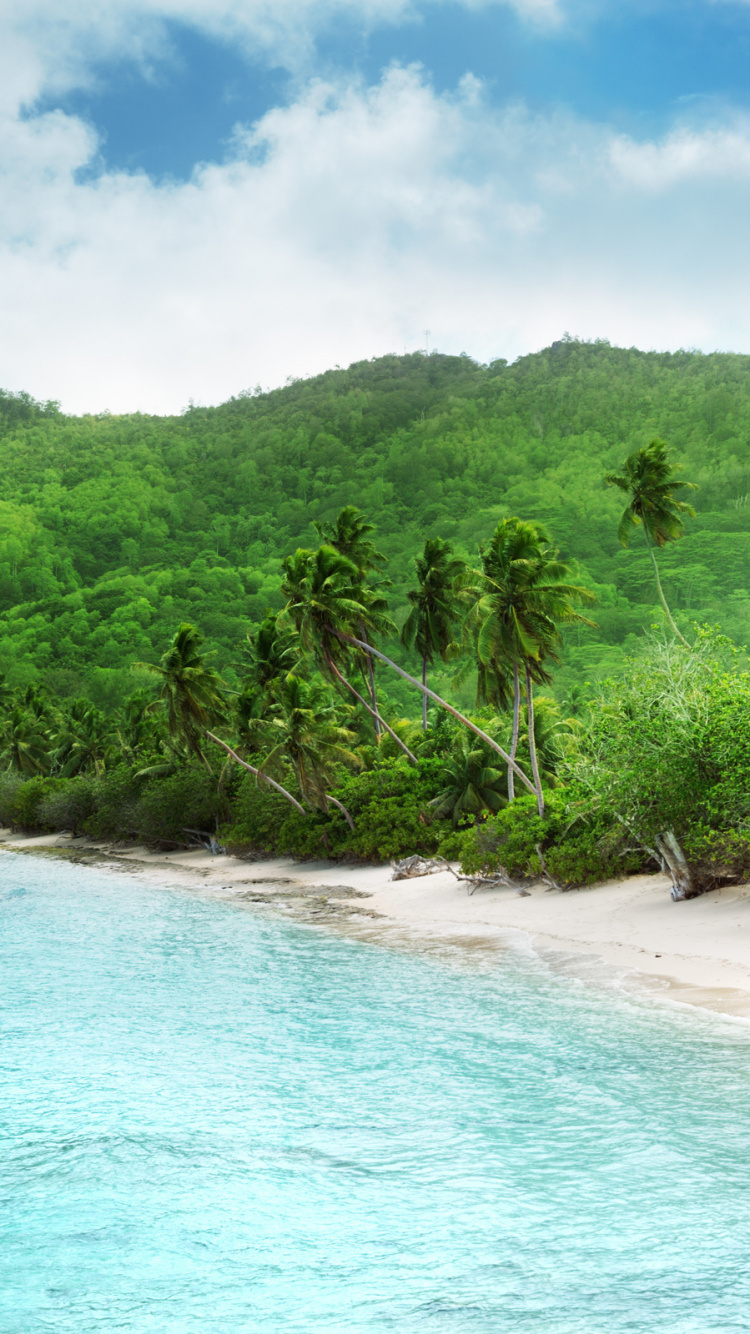 Green Trees on White Sand Beach During Daytime. Wallpaper in 750x1334 Resolution