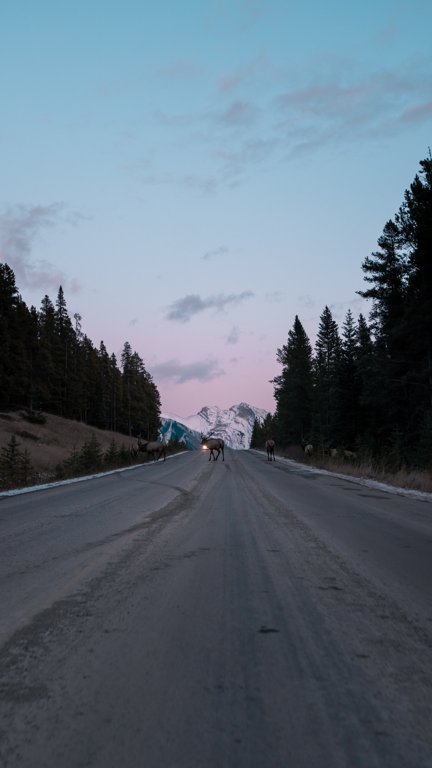 Baum, Fahrbahn, Autobahn, Durchgangsstraße, Asphalt. Wallpaper in 1440x2560 Resolution