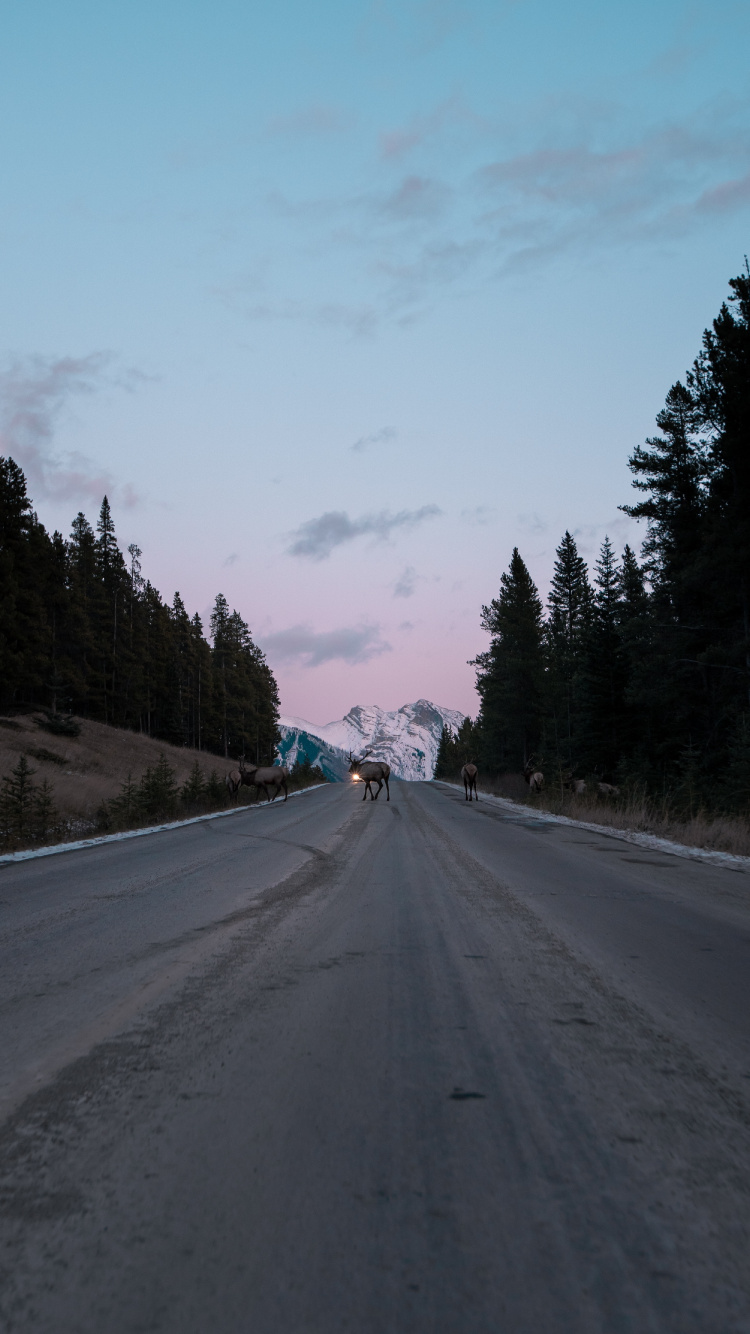 Baum, Fahrbahn, Autobahn, Durchgangsstraße, Asphalt. Wallpaper in 750x1334 Resolution