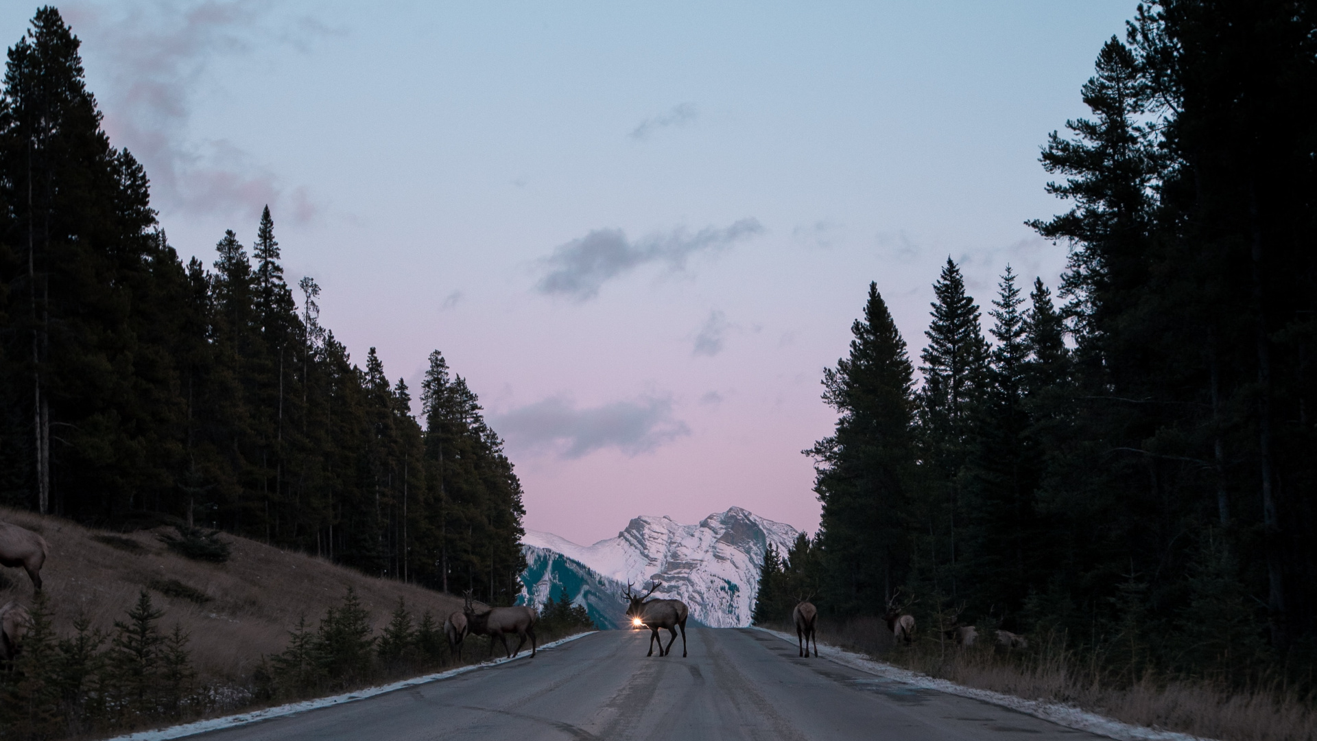 Tree, Lane, Road Surface, Freeway, Thoroughfare. Wallpaper in 1920x1080 Resolution