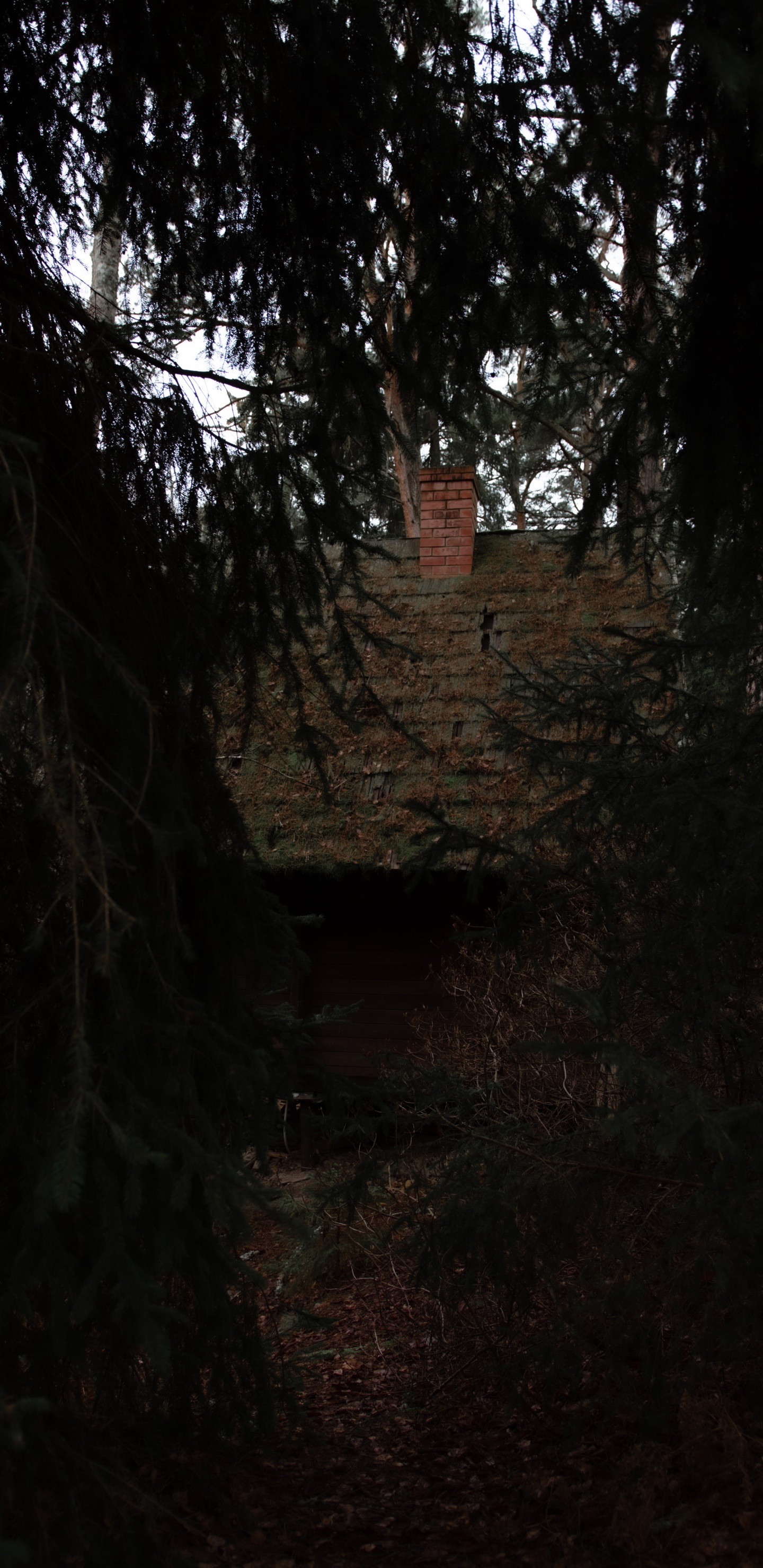 Nature, Noir, Environnement Naturel, Obscurité, Lumière. Wallpaper in 1440x2960 Resolution