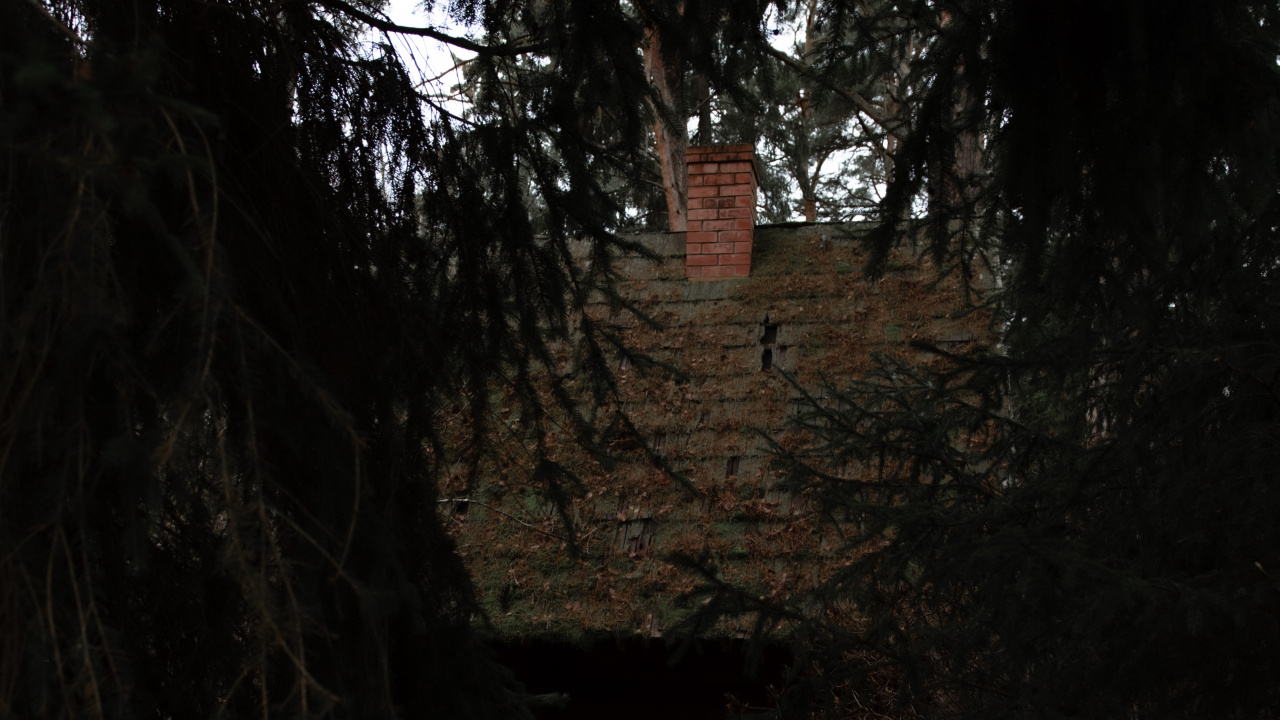 Tree, Nature, Black, Natural Environment, Darkness. Wallpaper in 1280x720 Resolution