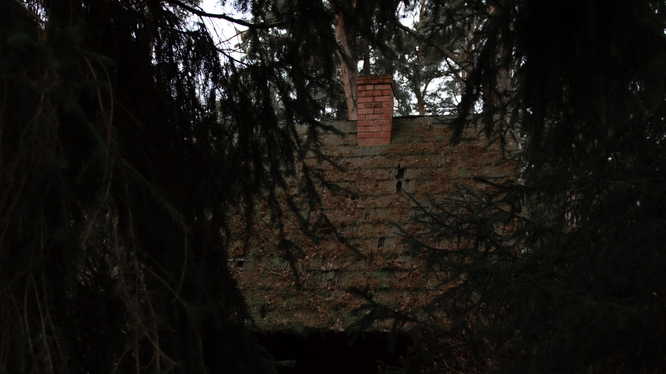 Tree, Nature, Black, Natural Environment, Darkness. Wallpaper in 1366x768 Resolution