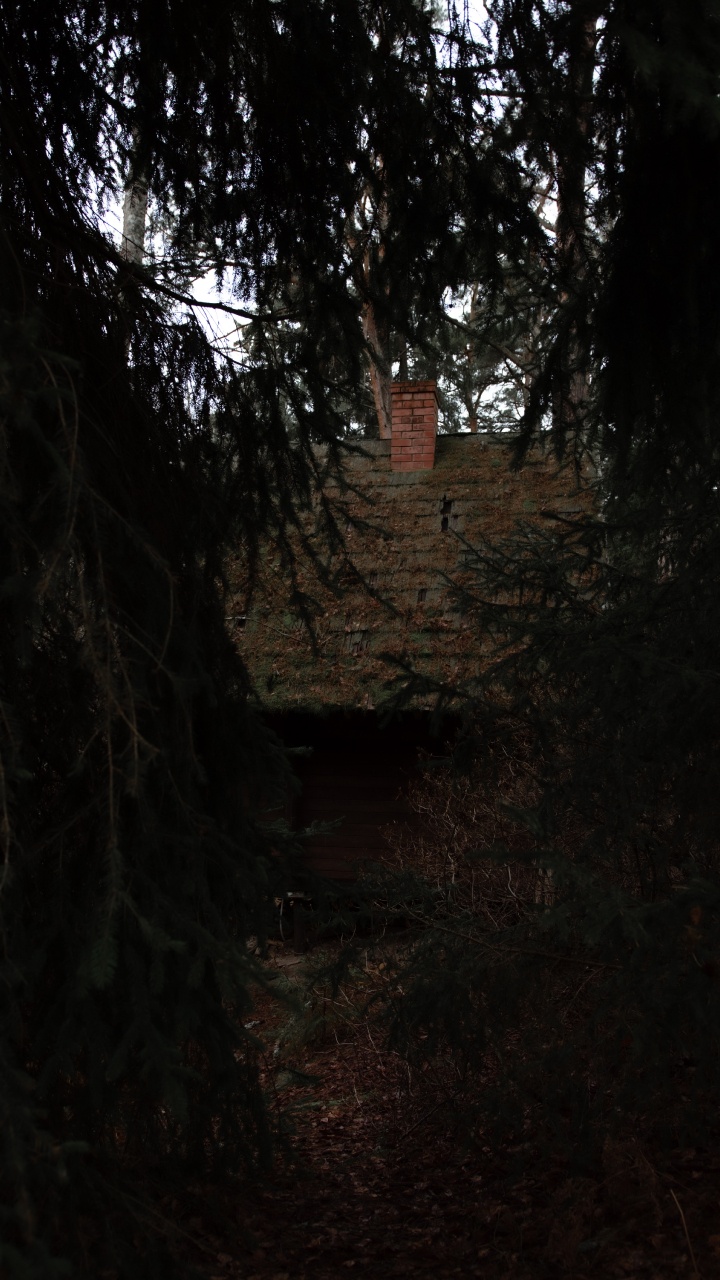 Tree, Nature, Black, Natural Environment, Darkness. Wallpaper in 720x1280 Resolution