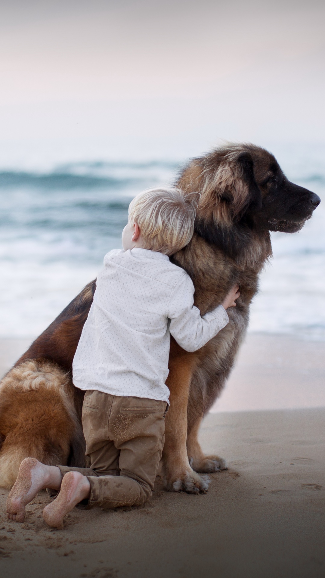 Dog, Dog Breed, Beach, Sea, Sand. Wallpaper in 1080x1920 Resolution