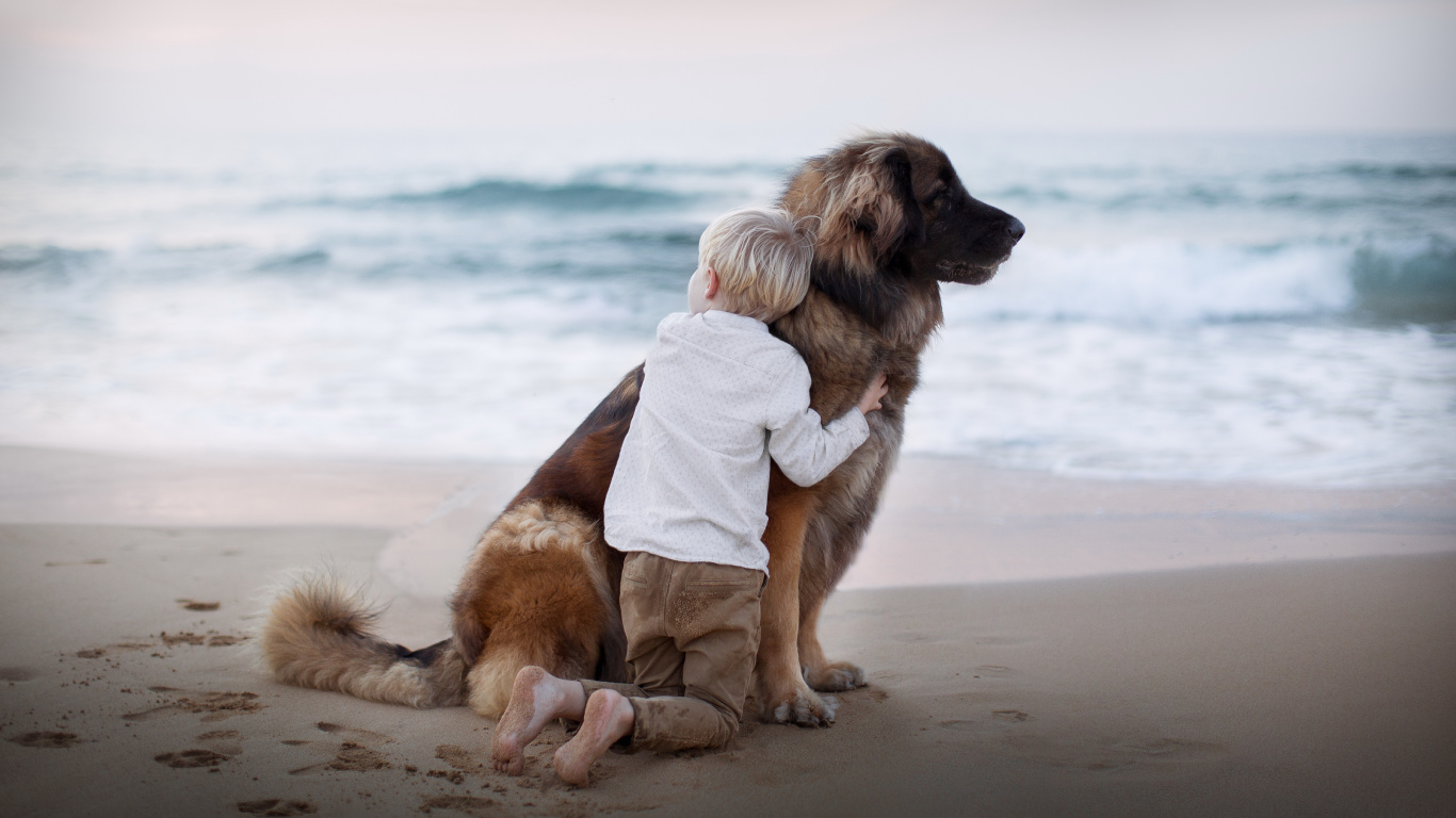 Dog, Dog Breed, Beach, Sea, Sand. Wallpaper in 1366x768 Resolution