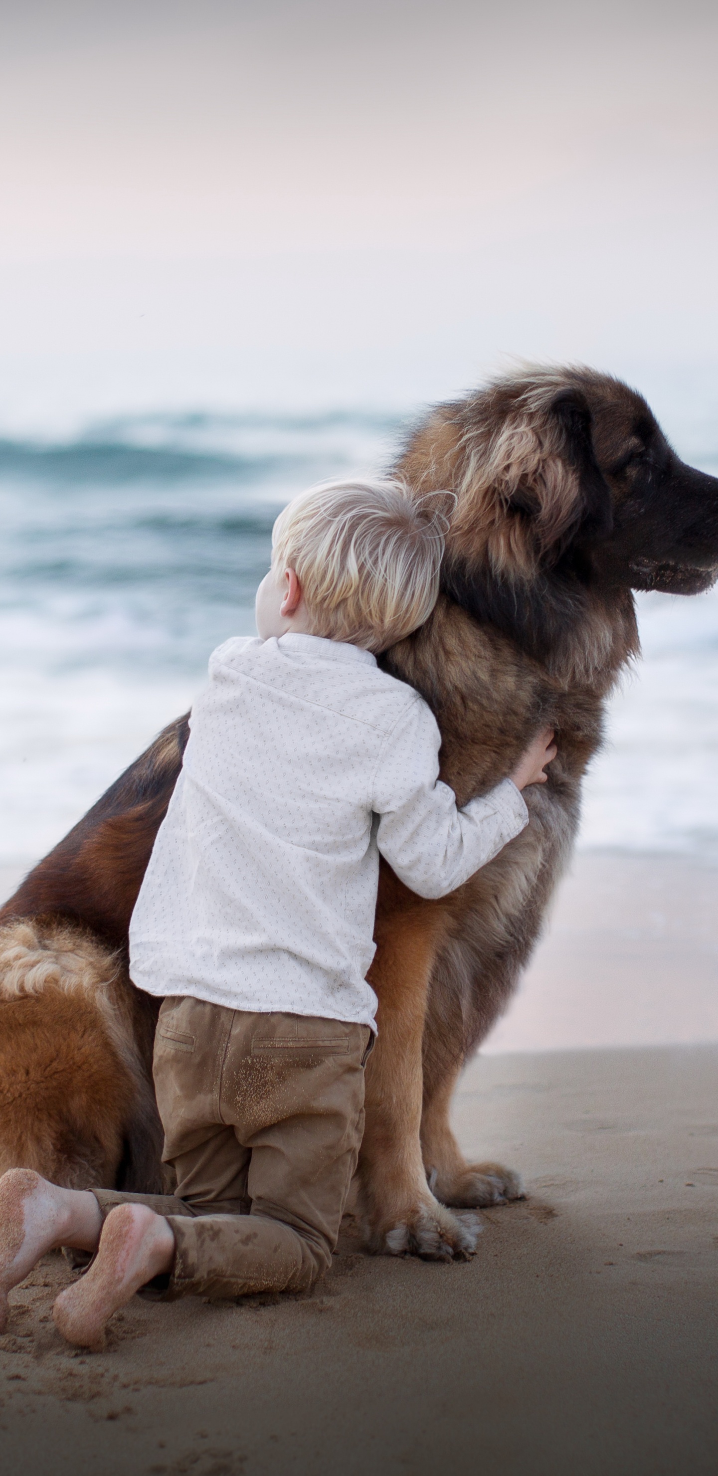 Dog, Dog Breed, Beach, Sea, Sand. Wallpaper in 1440x2960 Resolution