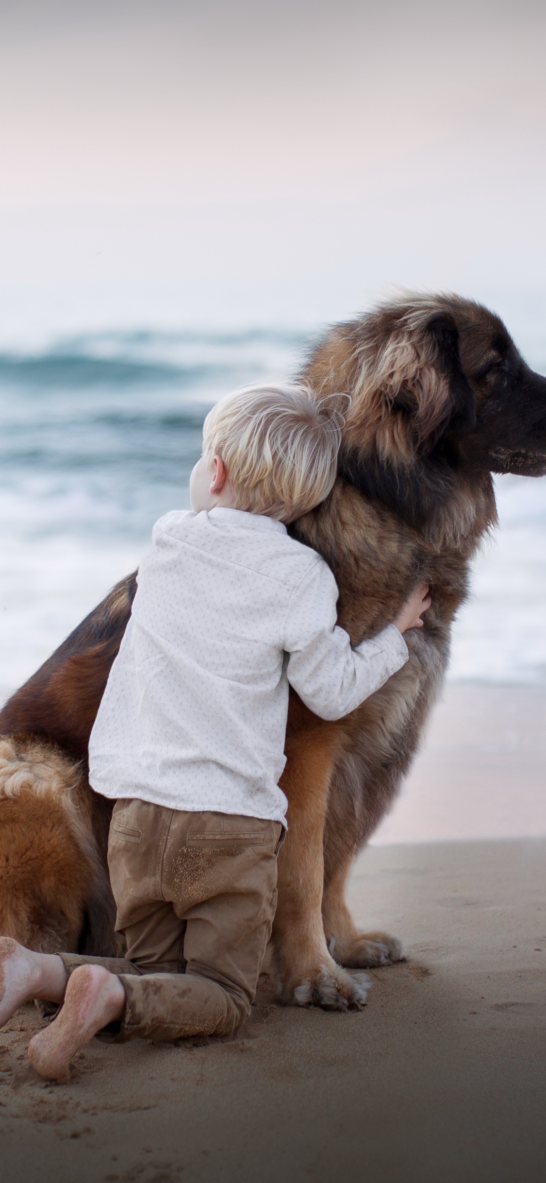 品种的狗, 大海, 沙, 儿童, 狗喜欢哺乳动物 壁纸 1125x2436 允许