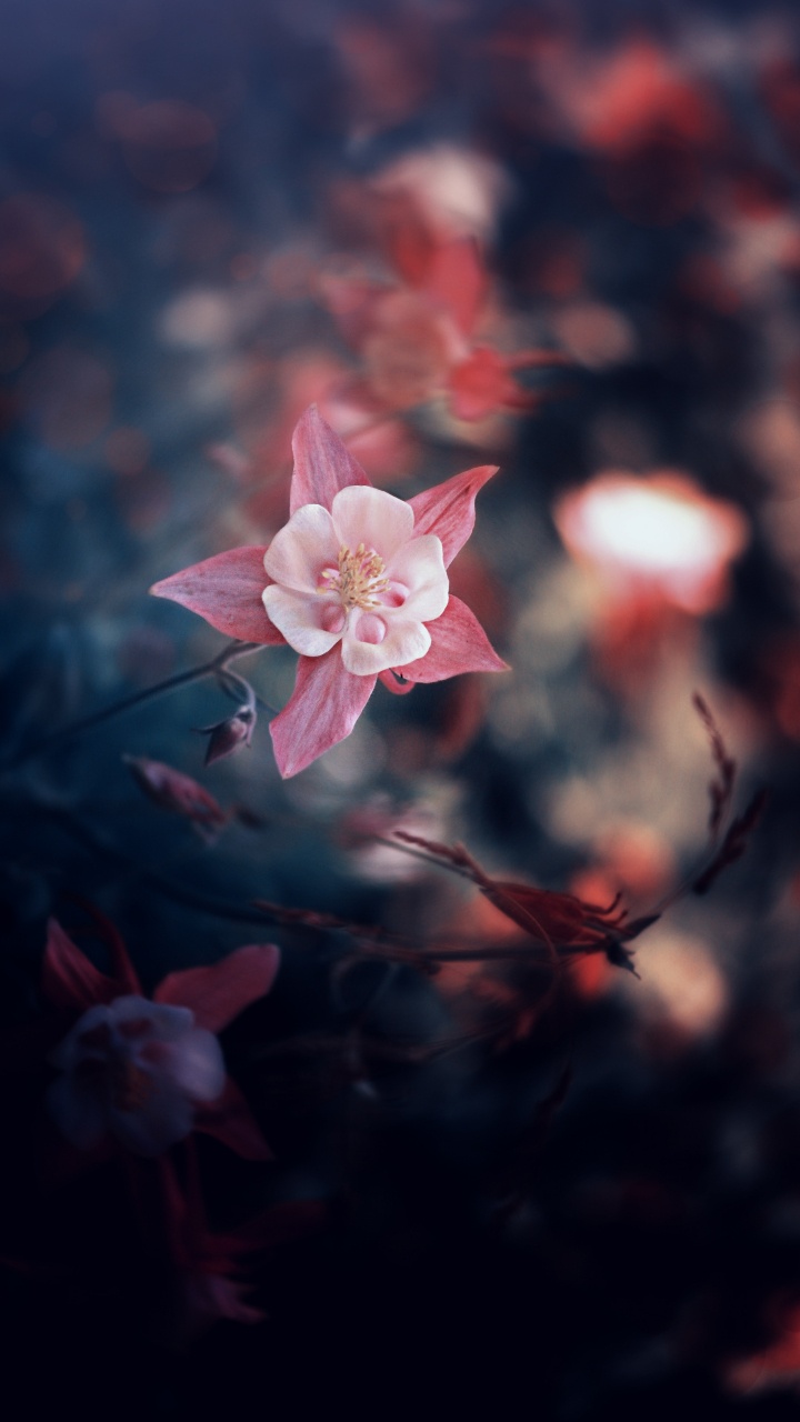 Pink Cherry Blossom in Close up Photography. Wallpaper in 720x1280 Resolution